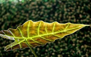 yellow leaf of alocasia