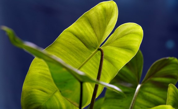 The-Guide-to-Alocasia-Frydek-Tips-for-Care-and-Growth.