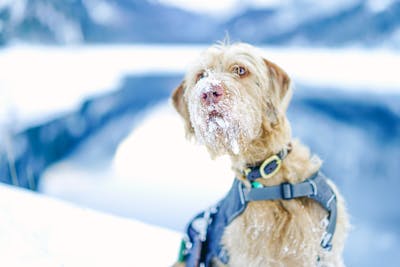 dogs in snow