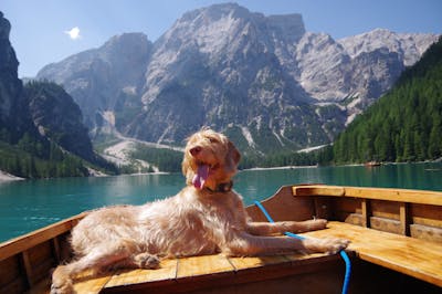 dog in lake