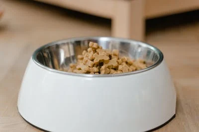 nutritive food for dog