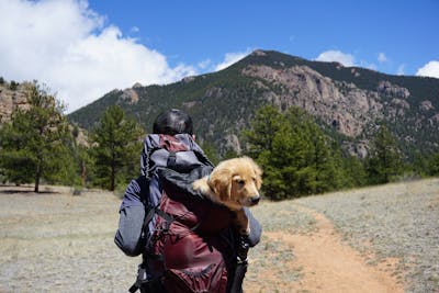 mountain dogs